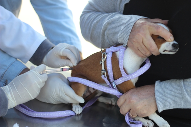  Barueri abre o agendamento para vacinação contra raiva em pets. Saiba mais!