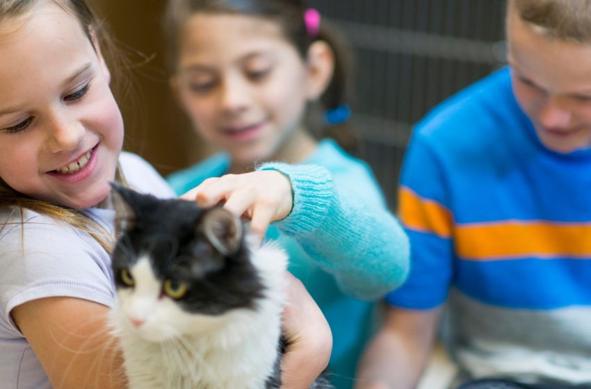  Novidade: adote cães e gatos através do site da Prefeitura de Jandira