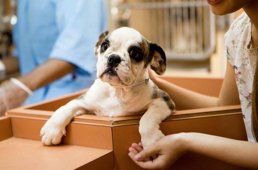  Feira de adoção de pets acontece hoje (21), no Shopping Tamboré