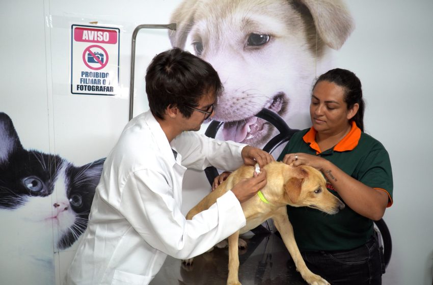  Santana de Parnaíba realiza identificação dos animais de rua através de coleira com QR Code