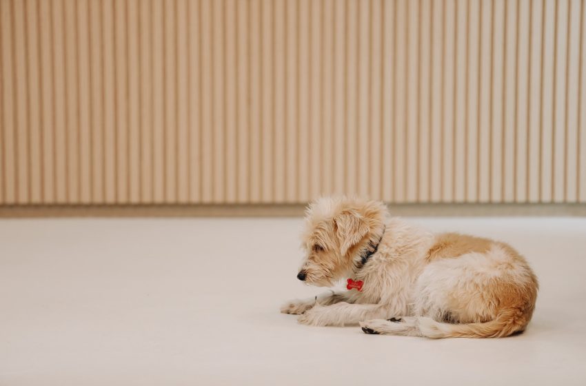  Governo de São Paulo propõe lei para regulamentar comércio e garantir bem-estar de cães e gatos no Estado