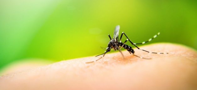  São Paulo: confira as últimas ações do Ministério da Saúde no combate à dengue