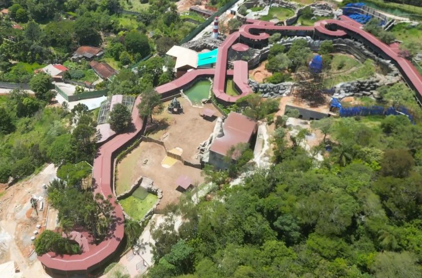 Animália tem Black Week com ingressos a R＄120