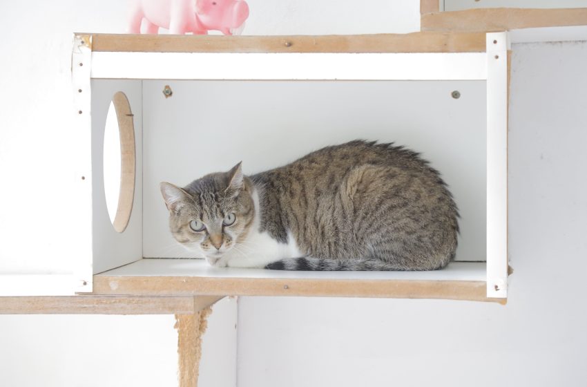  Agendamento de castração de pets será no dia 3 de abril em Barueri
