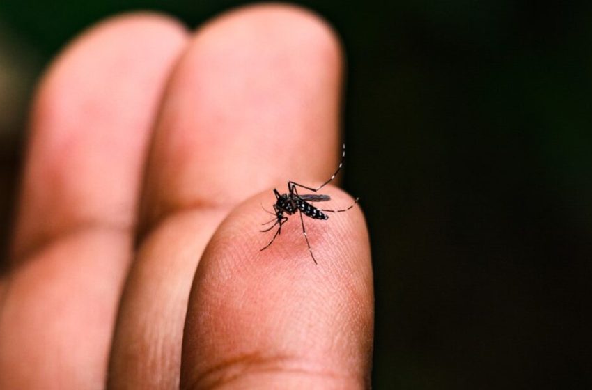  Dengue já acusa mais de 18 mil casos e mortes somente na Região Oeste