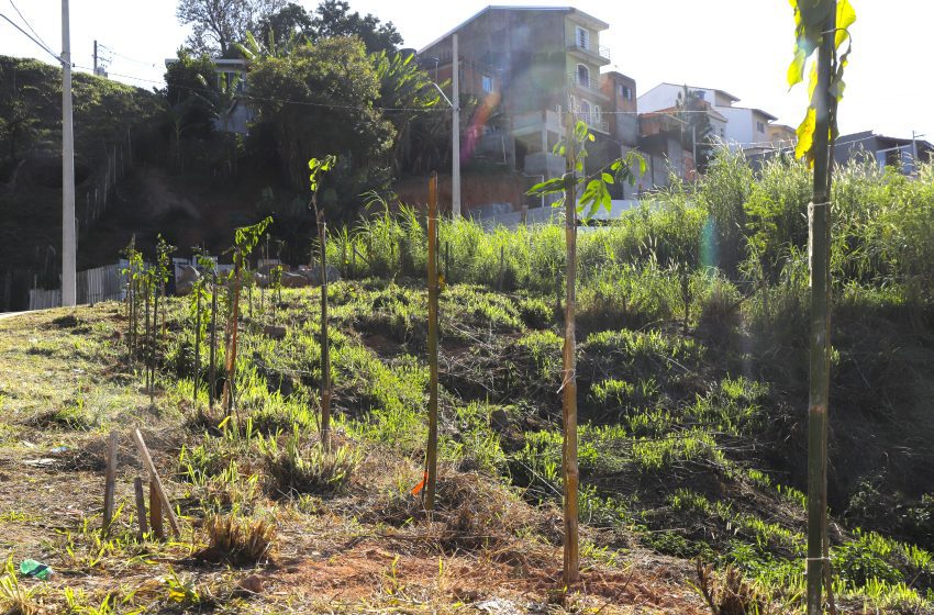  Barueri realiza o plantio de 3 mil mudas 