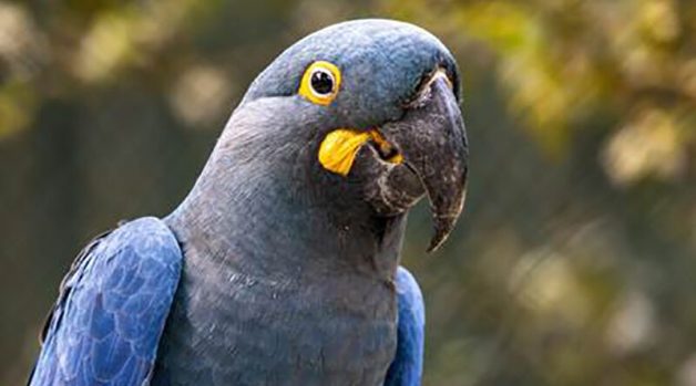  Zoológico de São Paulo tem promoção com meia entrada para todos os visitantes, inclusive sábado e domingo