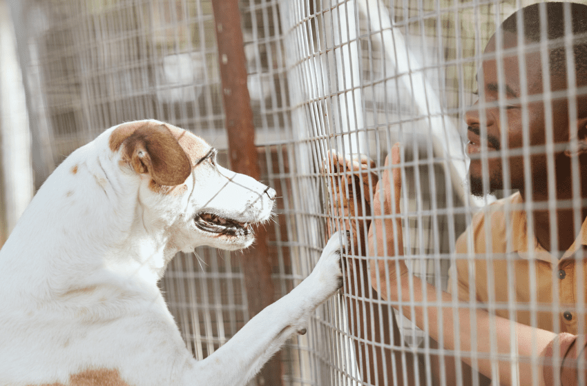  Jandira realiza nova edição da feira de adoção de cães e gatos neste sábado (09)