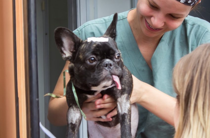  Jandira abre inscrições para castração de pets no dia 20 de fevereiro