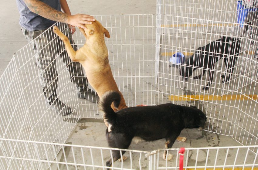  Barueri promove Feiras de Adoção de Pets durante o mês de junho 