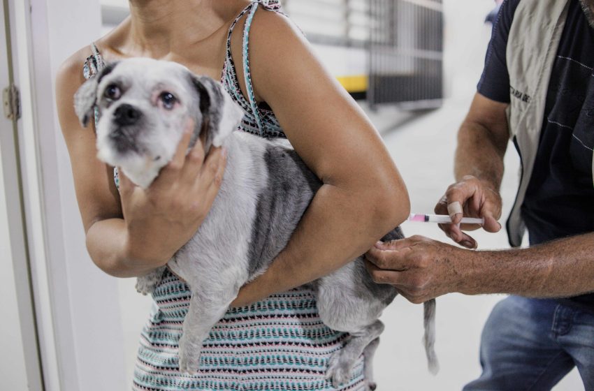  Hoje, (14) tem vacinação antirrábica para cães e gatos em Cotia