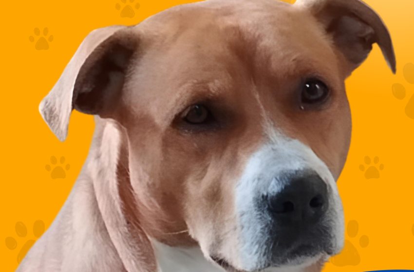  Pet Place Bruce é inaugurado em Jandira