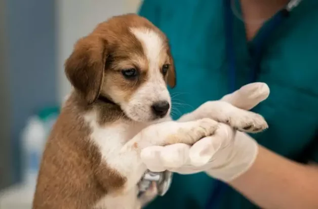  4ª Edição de Castração em Jandira: Cuidado, Amor e Compromisso com os Animais  
