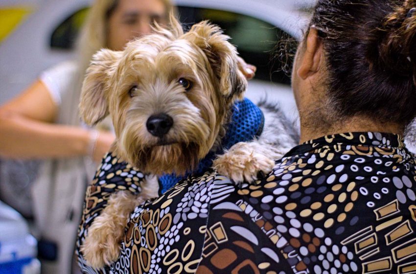  Cotia terá ação de vacinação antirrábica para cães e gatos no proximo dia 25