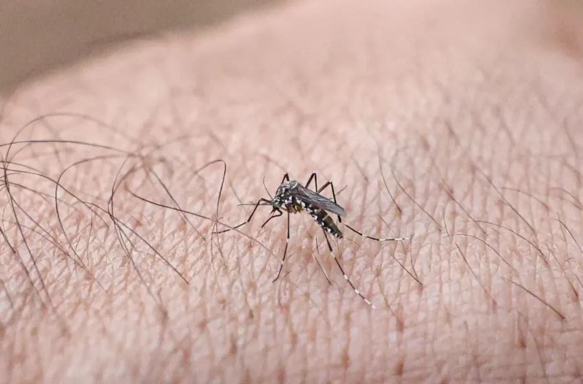  Rio intensifica luta contra a dengue com ações neste sábado