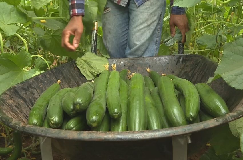  Cultivo de pepino oferece renda estável a pequenos produtores rurais