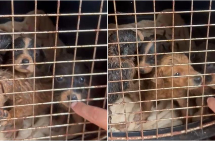  Mulher resgata nove cães maltratados e os entrega para abrigo em são paulo