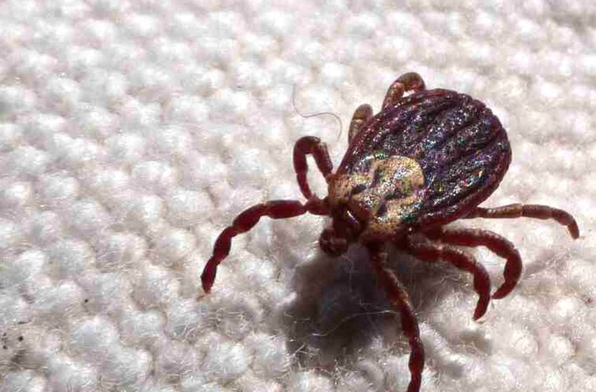  Febre maculosa: mais duas mortes confirmadas no interior de são paulo