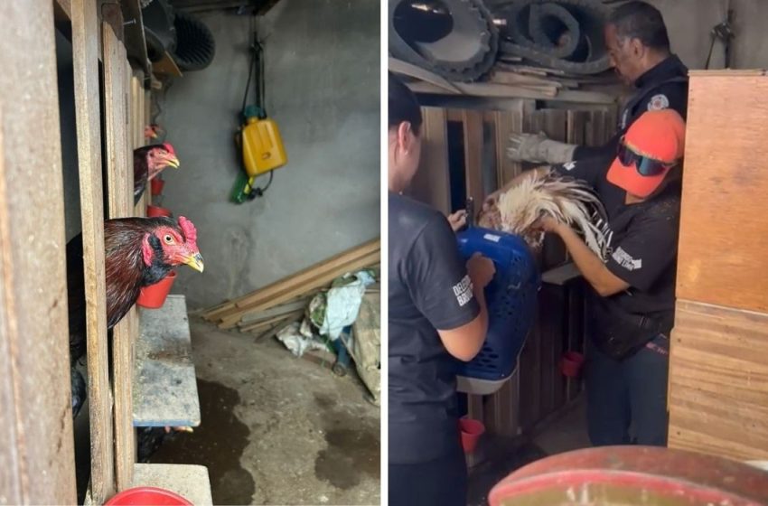  Homem é preso em flagrante por maus-tratos a galos em Americana
