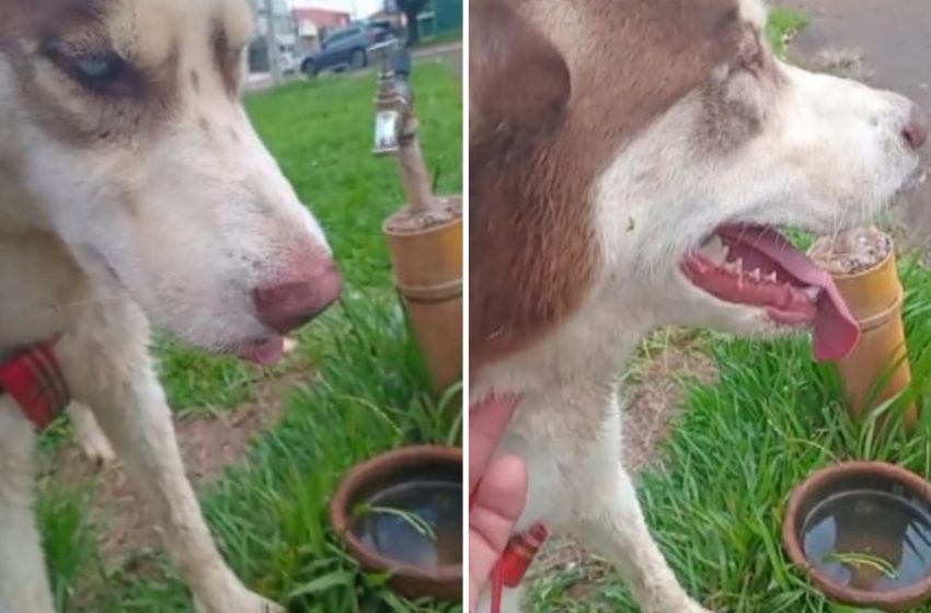  Cachorro morre após fogos de artifício na virada do ano em Guaíra,