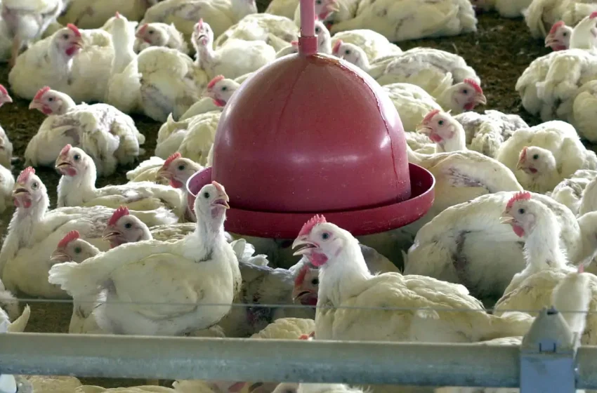  China encerra embargo ao frango do Rio Grande do Sul após 18