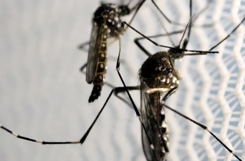  Estudo revela que risco de morte por dengue se associa à desigualdade
