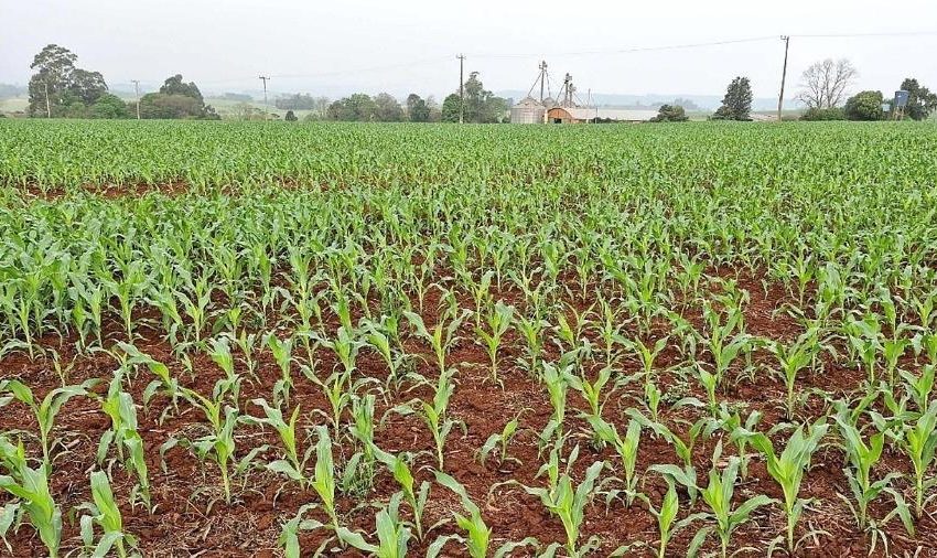 Tarifa dos EUA a parceiros do Irã coloca em risco o milho