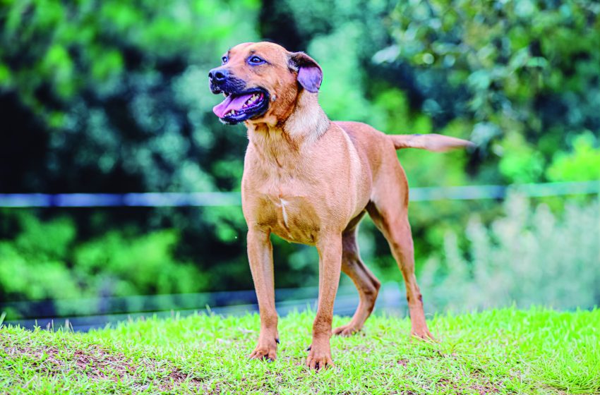   Santana de Parnaíba promove adoção responsável de pets com atendimento vitalício