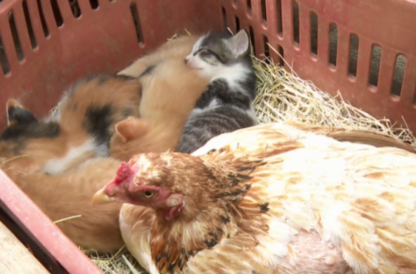  Galinha adota filhotes de gata em chácara e surpreende interior de São