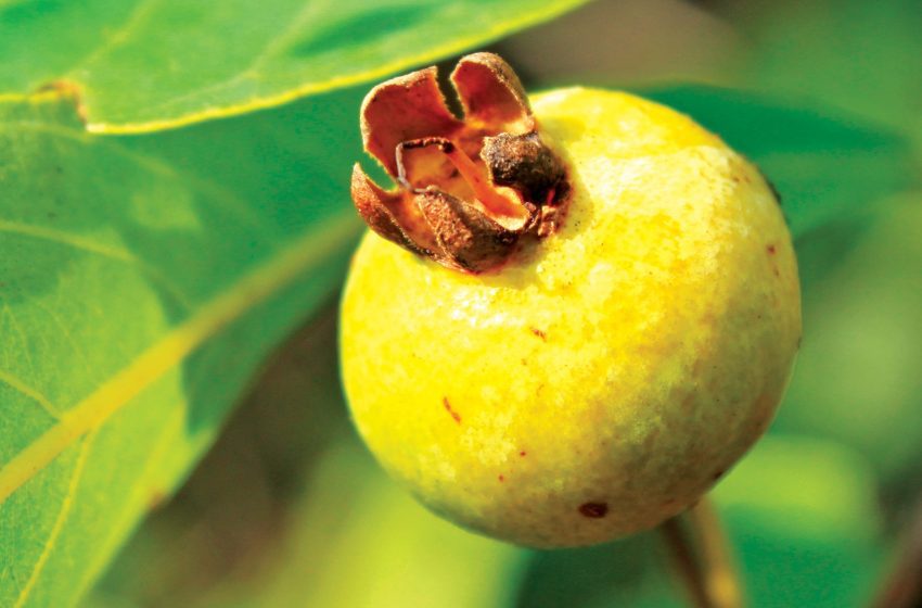  Gabiroba: Conheça o fruto brasileiro que encanta do azedo ao doce