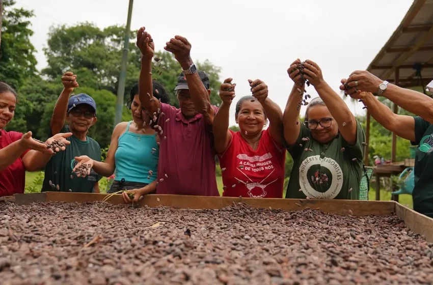  Mulheres do Amazonas impulsionam chocolate orgânico com saberes ancestrais