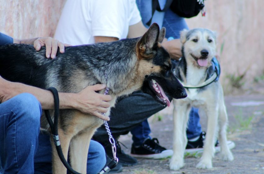  Caravana da Saúde Animal terá castração, vacinação e orientações para tutores de pets em Cotia