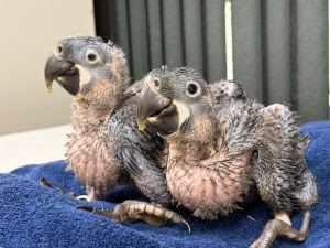  Zoo de São Paulo divulga nascimento de mais duas araras-azuis-de-lear no Dia Internacional da Biodiversidade
